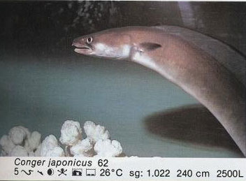 Conger japonicus